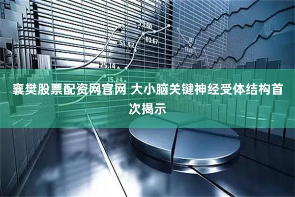 襄樊股票配资网官网 大小脑关键神经受体结构首次揭示