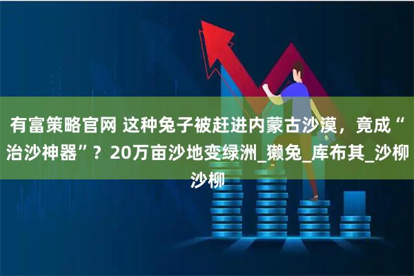 有富策略官网 这种兔子被赶进内蒙古沙漠，竟成“治沙神器”？20万亩沙地变绿洲_獭兔_库布其_沙柳